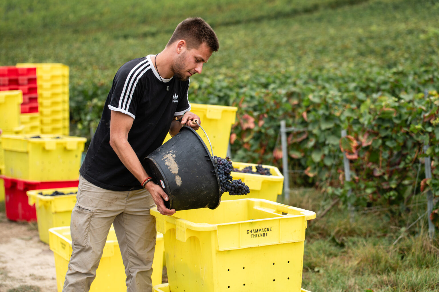 Champagne Thienot Harvest 2025